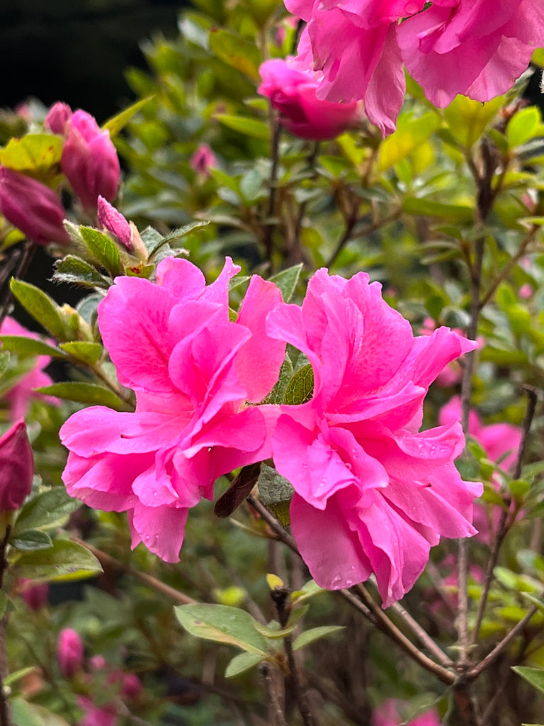 Autumn Carnation Encore Azalea