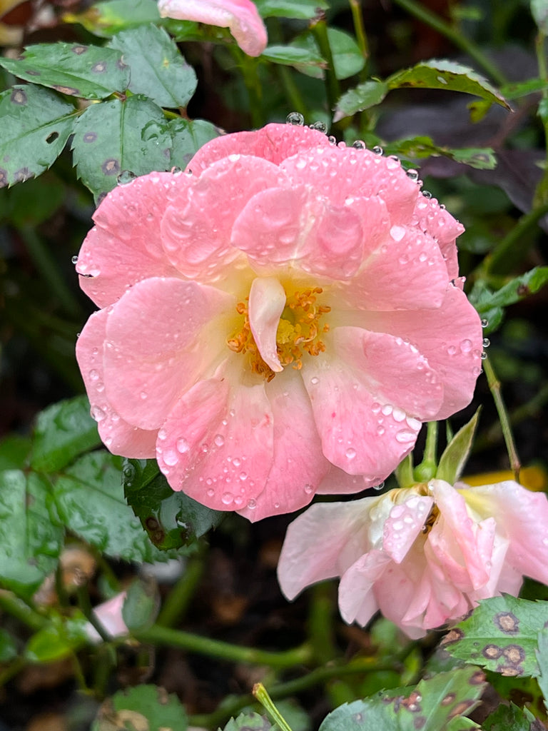 Peach Drift Rose