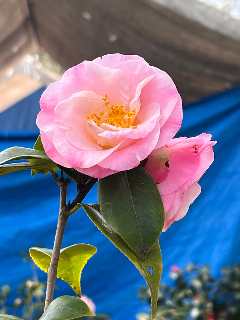 Camellia Dr Tinsley-Elegant Shell Pink Flowers Blooms