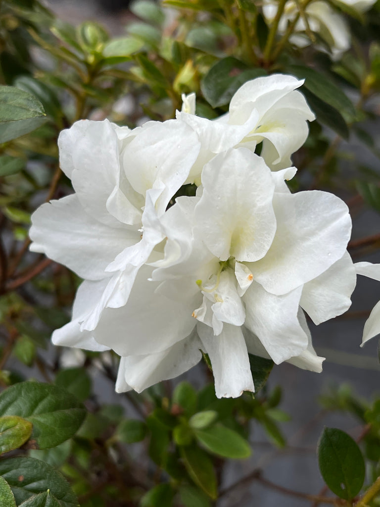 Autumn Moonlight Encore Azalea