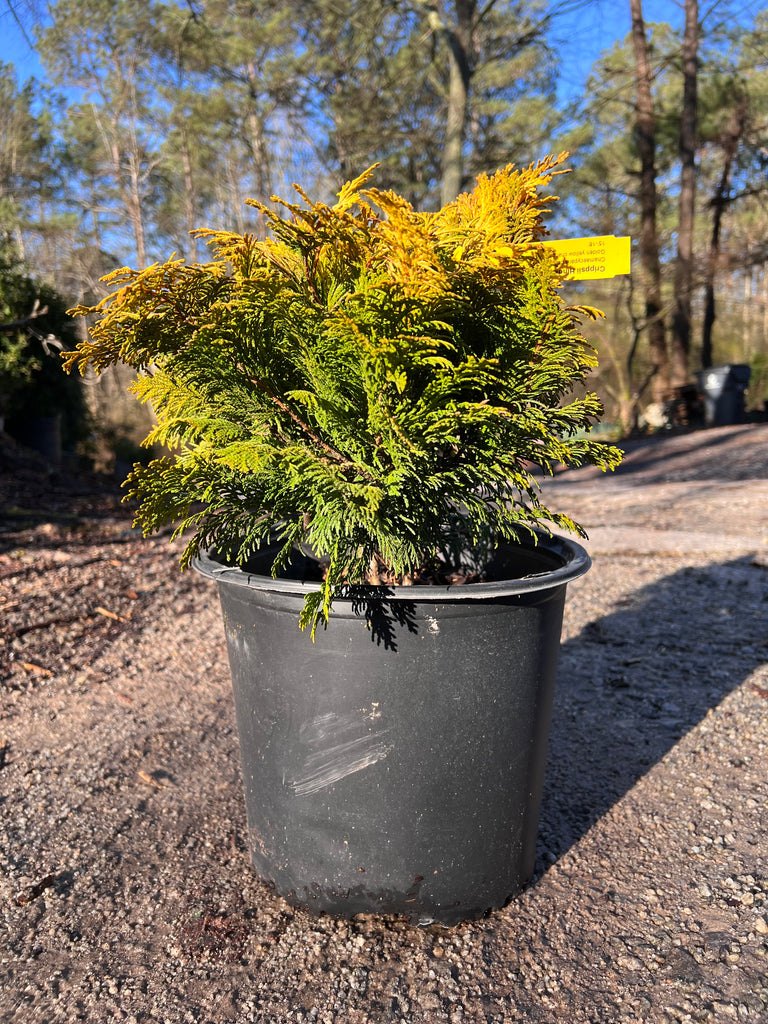 Cham Crippsii - Golden Hinoke Cypress