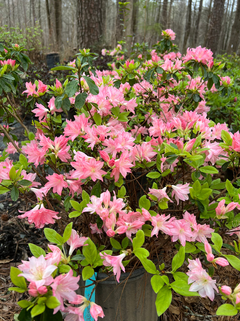 Hampton Beauty Azalea