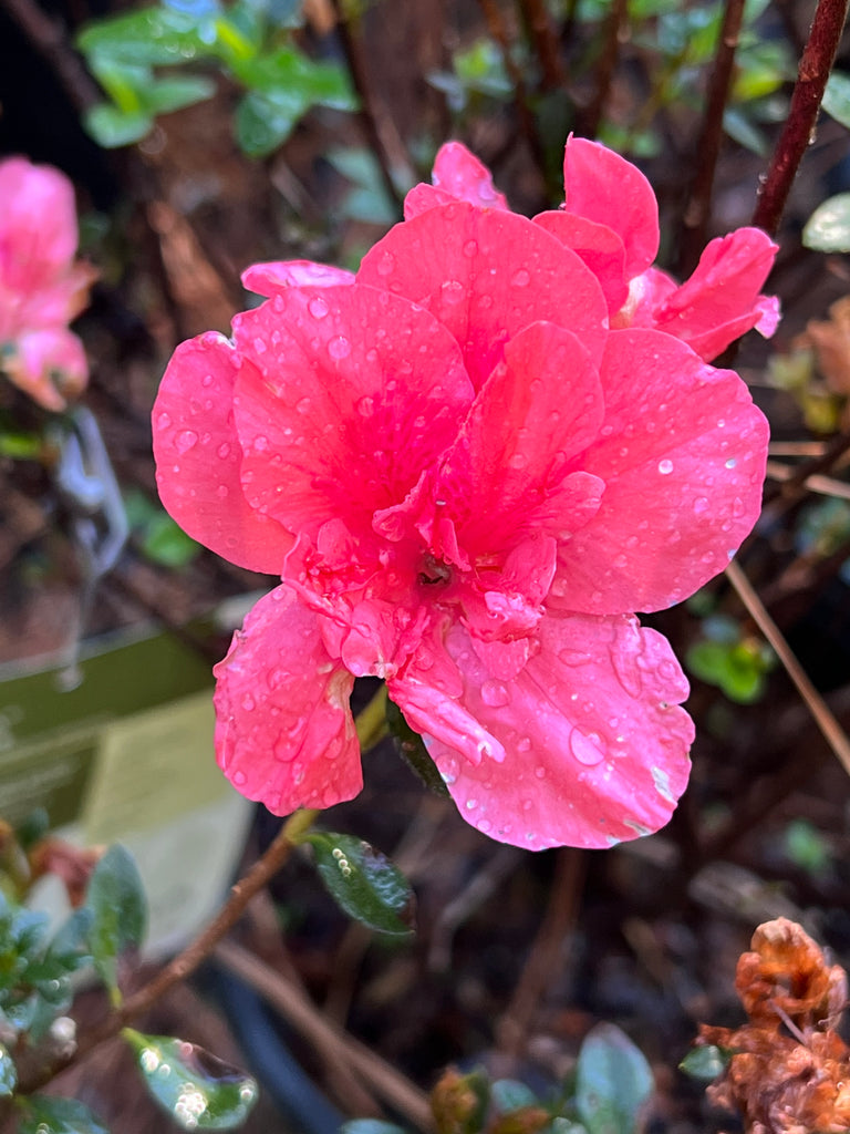 Azalea Echo Peachy Keen