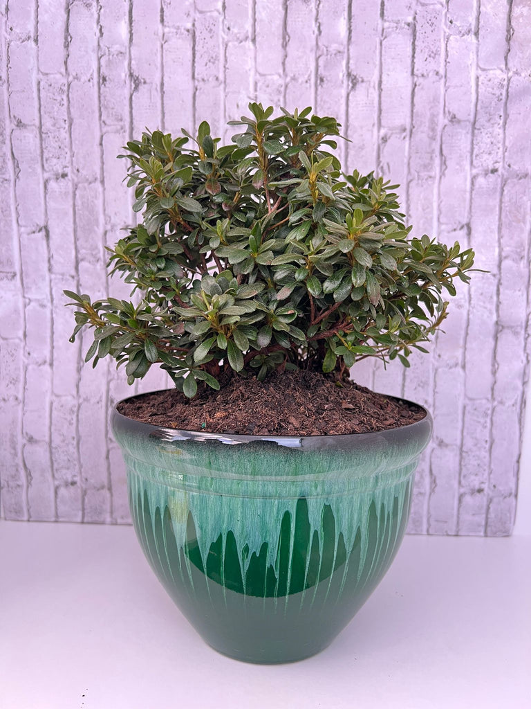 Gorgeous Azalea Bonsai - Live Plant