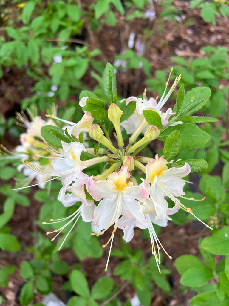 Darlin's Dream Azalea