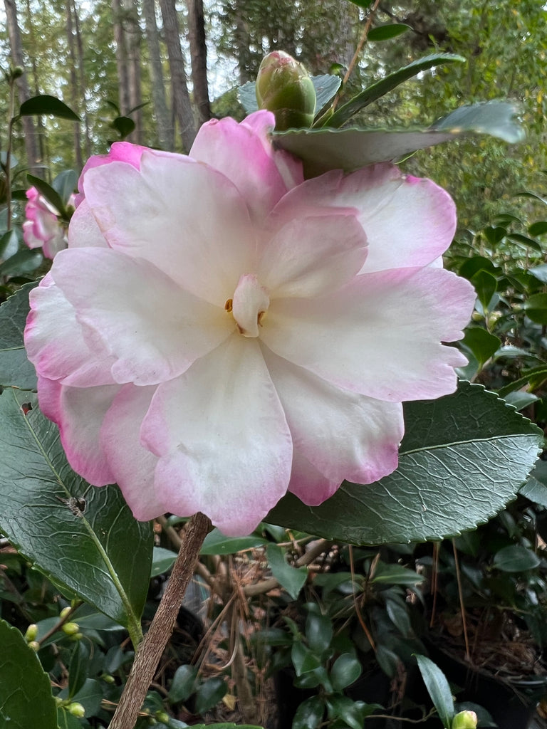 Bob's Supreme Camellia