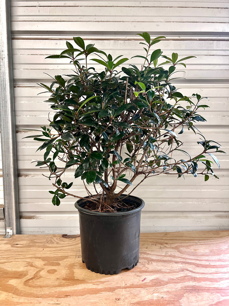 Cleyera Japonica