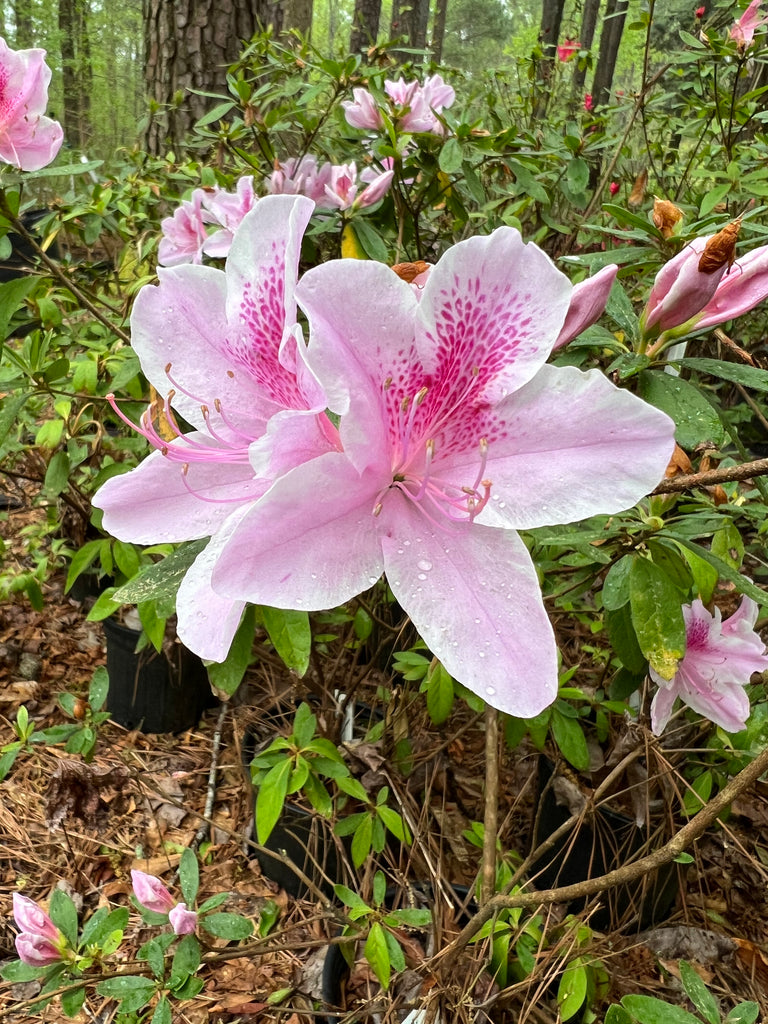 George Tabor Azalea