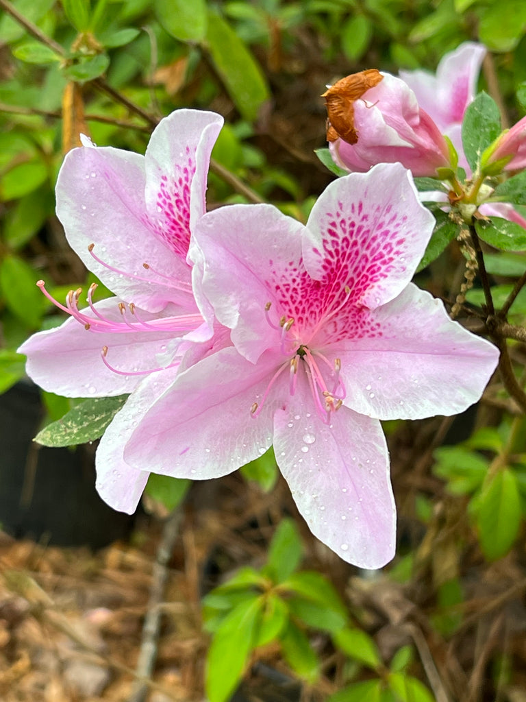 George Tabor Azalea