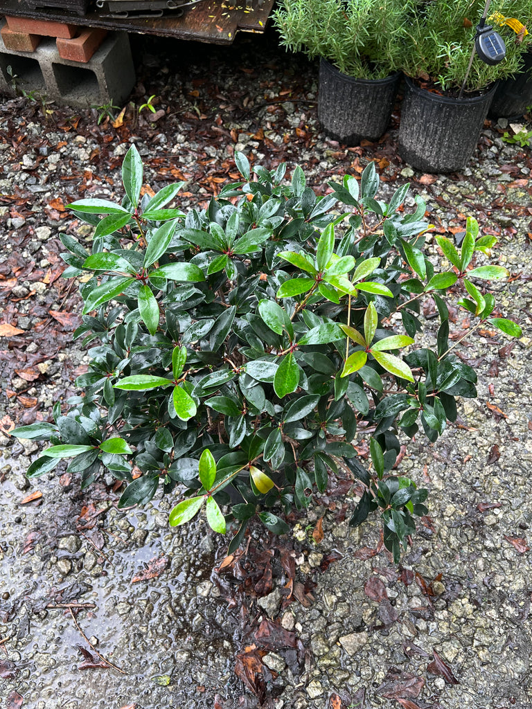 Cleyera Japonica