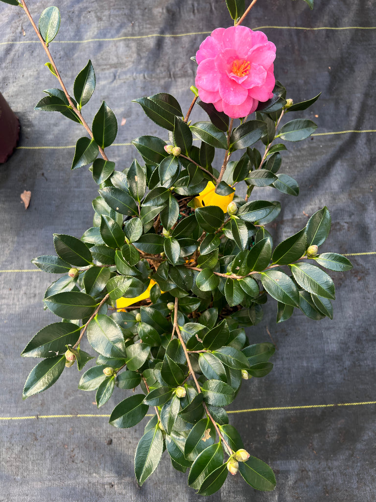 Shishi Gashira Dwarf Camellia Sasanqua