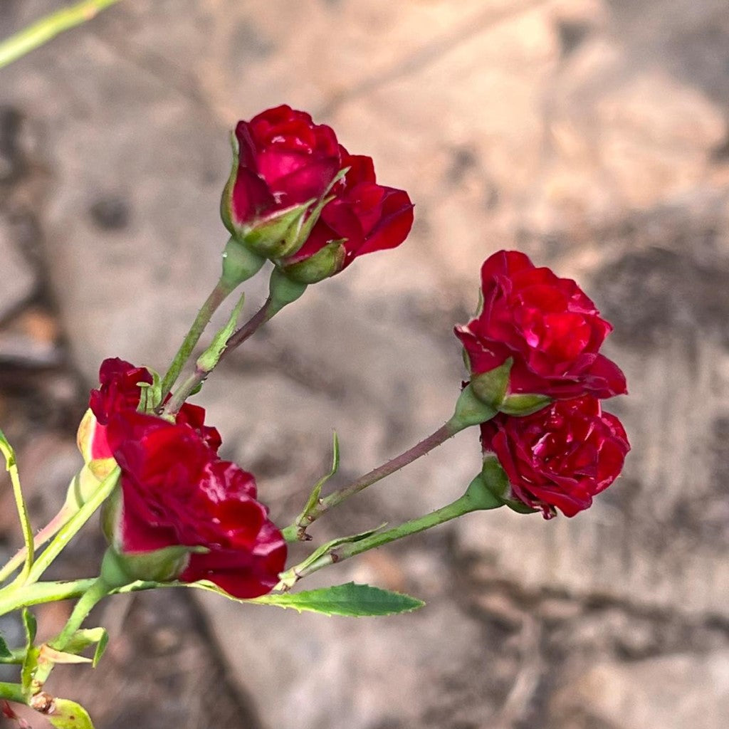 Seven Sisters Rose