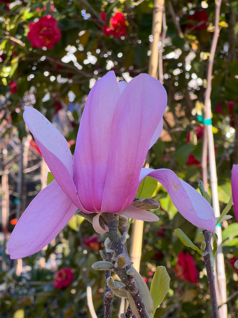 Jane Magnolia Tree