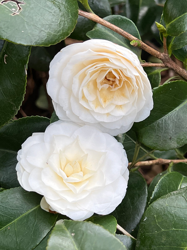 White By The Gate Camellia