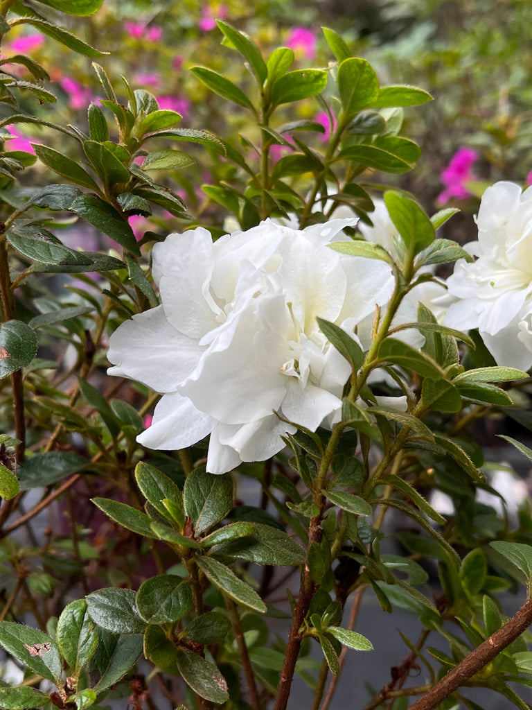 Autumn Moonlight Encore Azalea