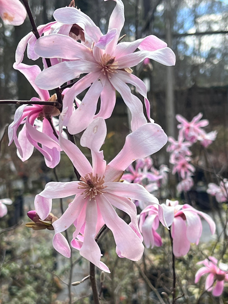 Leonard Messel Magnolia Tree