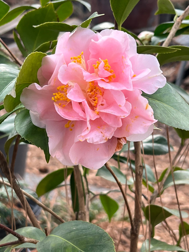 King's Ransom Camellia