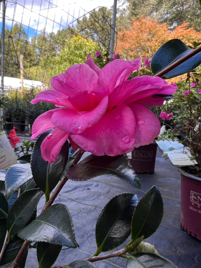 Shishi Gashira Dwarf Camellia Sasanqua