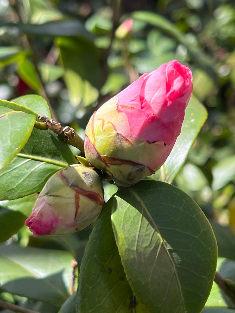 Camellia Dr Tinsley-Elegant Shell Pink Flowers Blooms