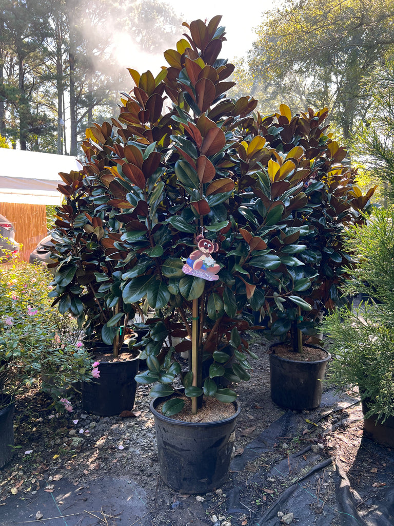 Teddy Bear Magnolia Tree