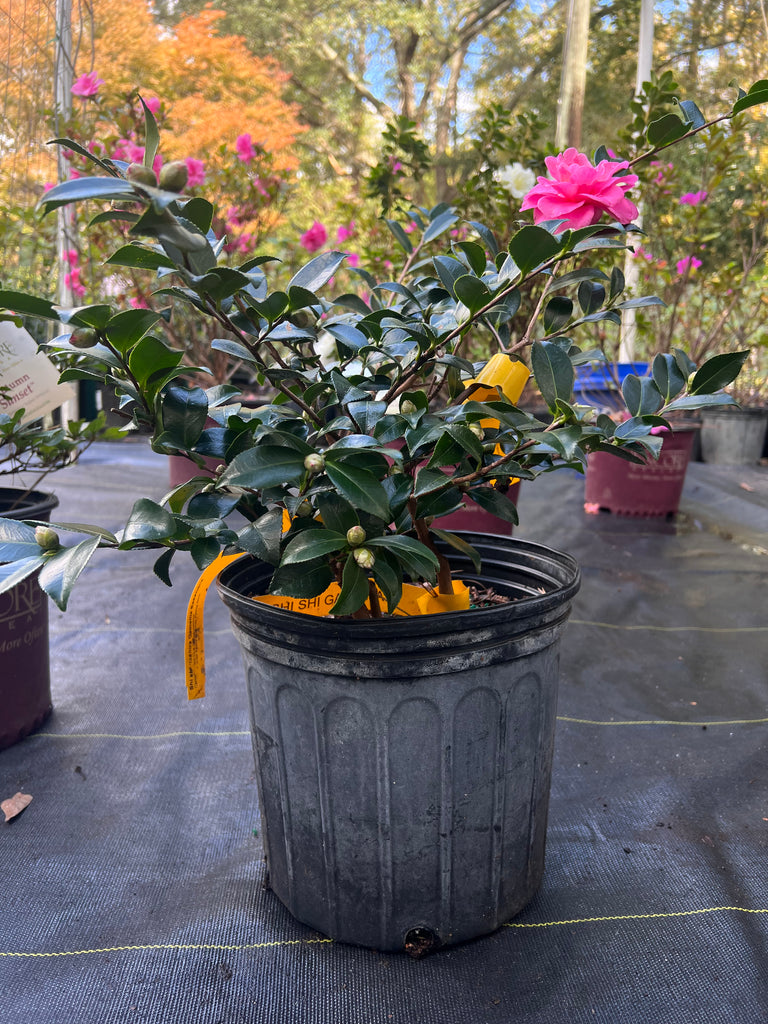 Shishi Gashira Dwarf Camellia Sasanqua