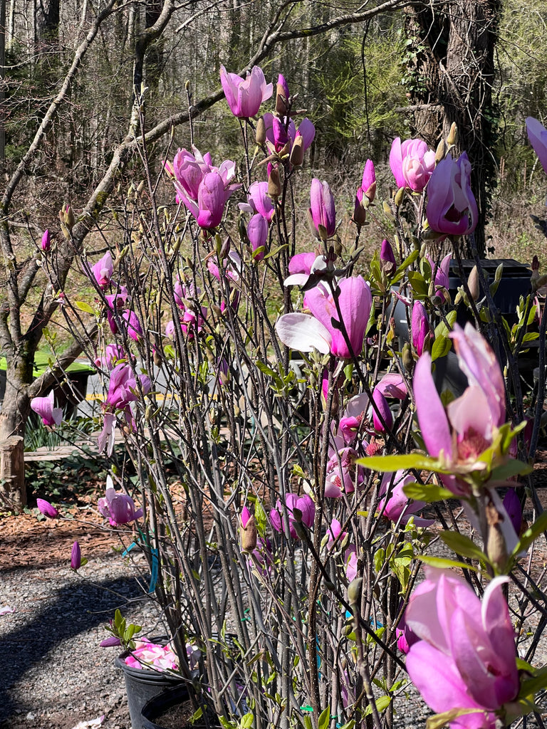 Jane Magnolia Tree