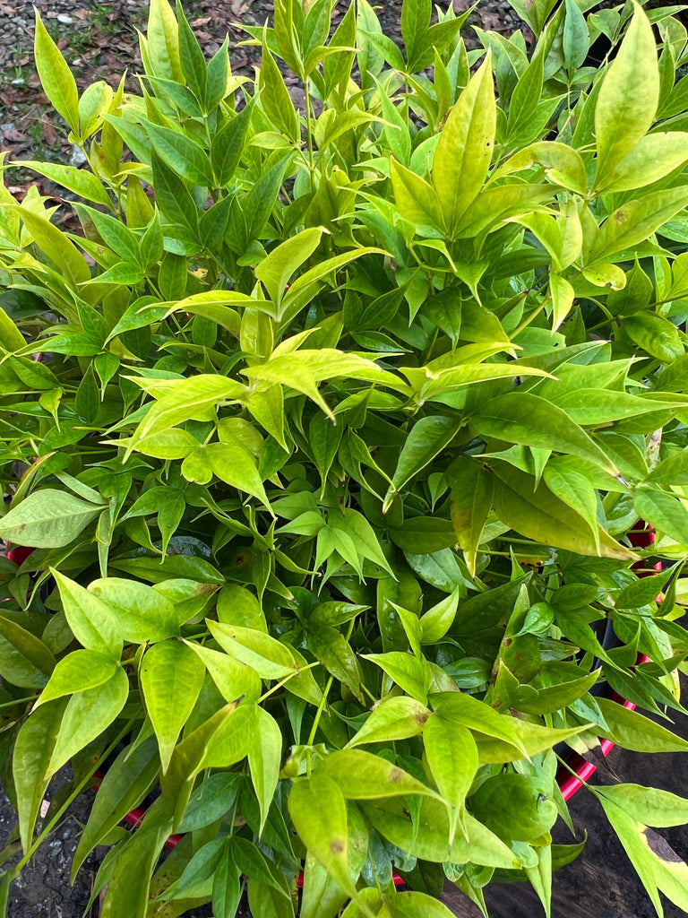 Nandina Domestica Alba 'Lemon Lime