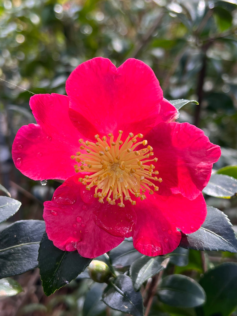 Camellia Yuletide-Brilliant Red Blooms with Yellow Center