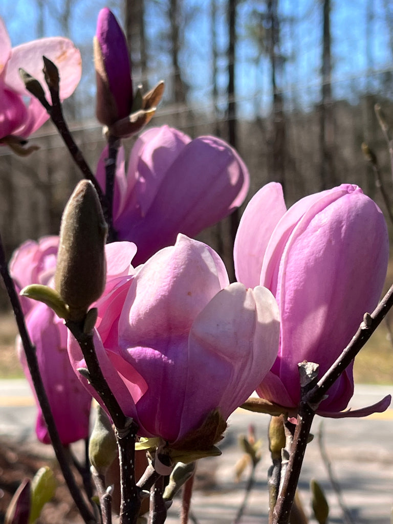 Jane Magnolia Tree