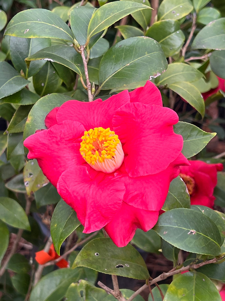 Camellia Dr J.C. Raulston