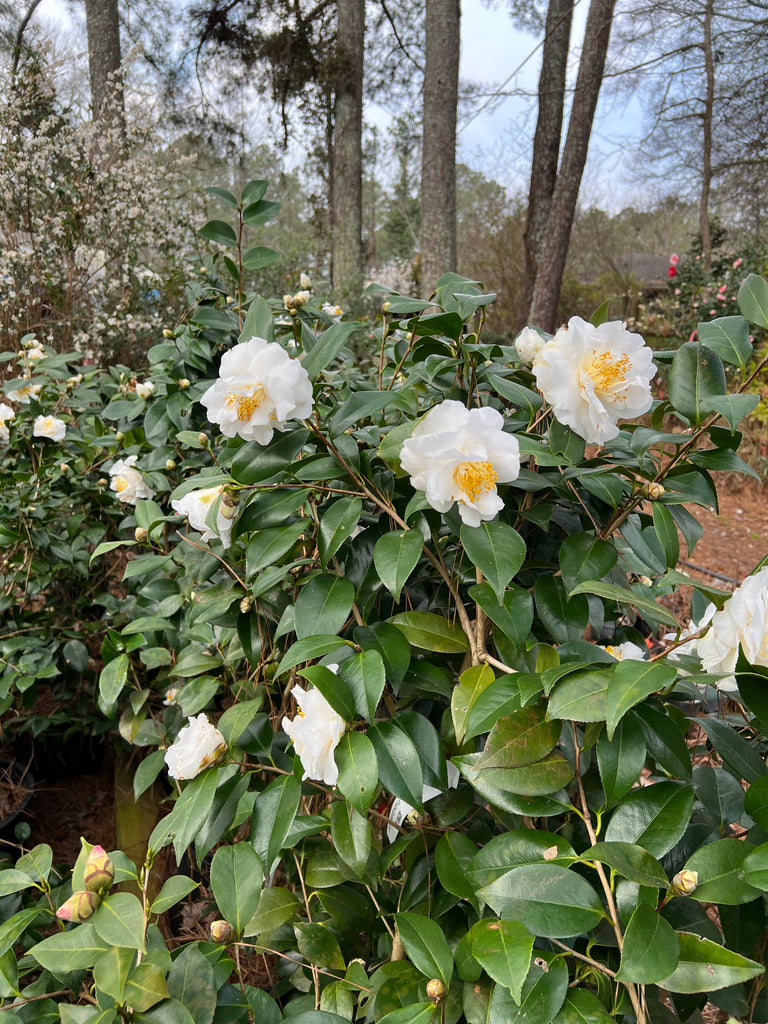 Camellia 'Victory'-Showy White Blooms