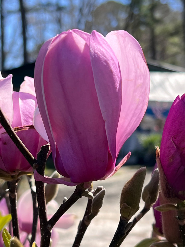 Jane Magnolia Tree