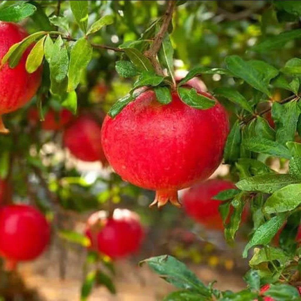 A.C. Sweet Pomegranate