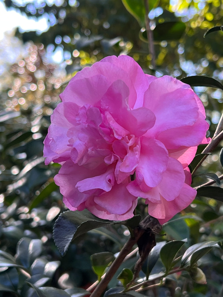 Stephanie Golden Camellia