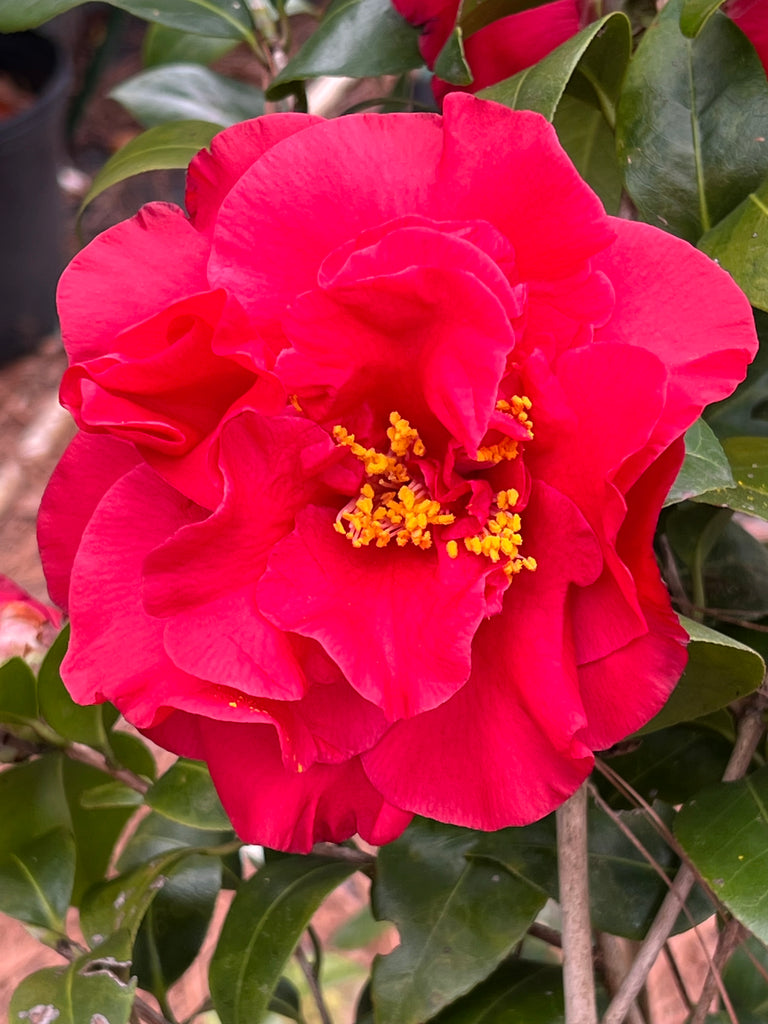 Camellia Dr J.C. Raulston