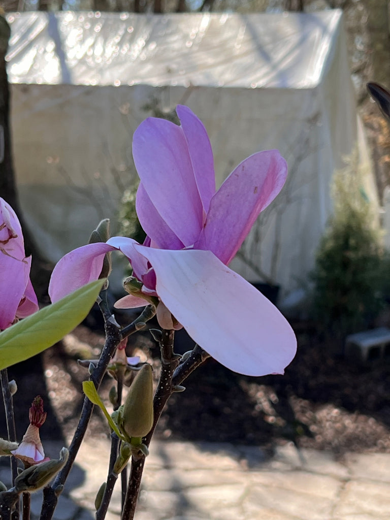 Jane Magnolia Tree