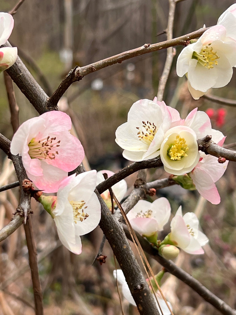 Toyo-Nishiki Flowering Quince