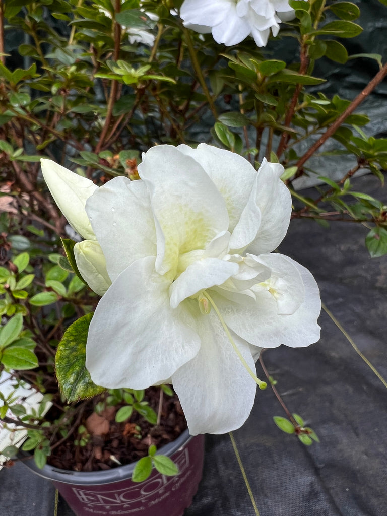 Autumn Moonlight Encore Azalea