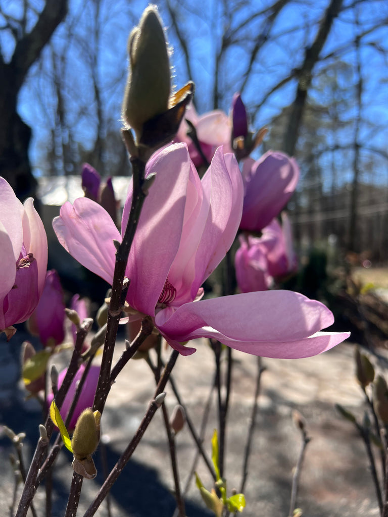 Jane Magnolia Tree