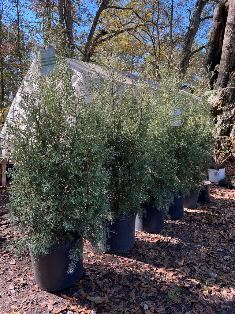 Carolina Sapphire Cypress