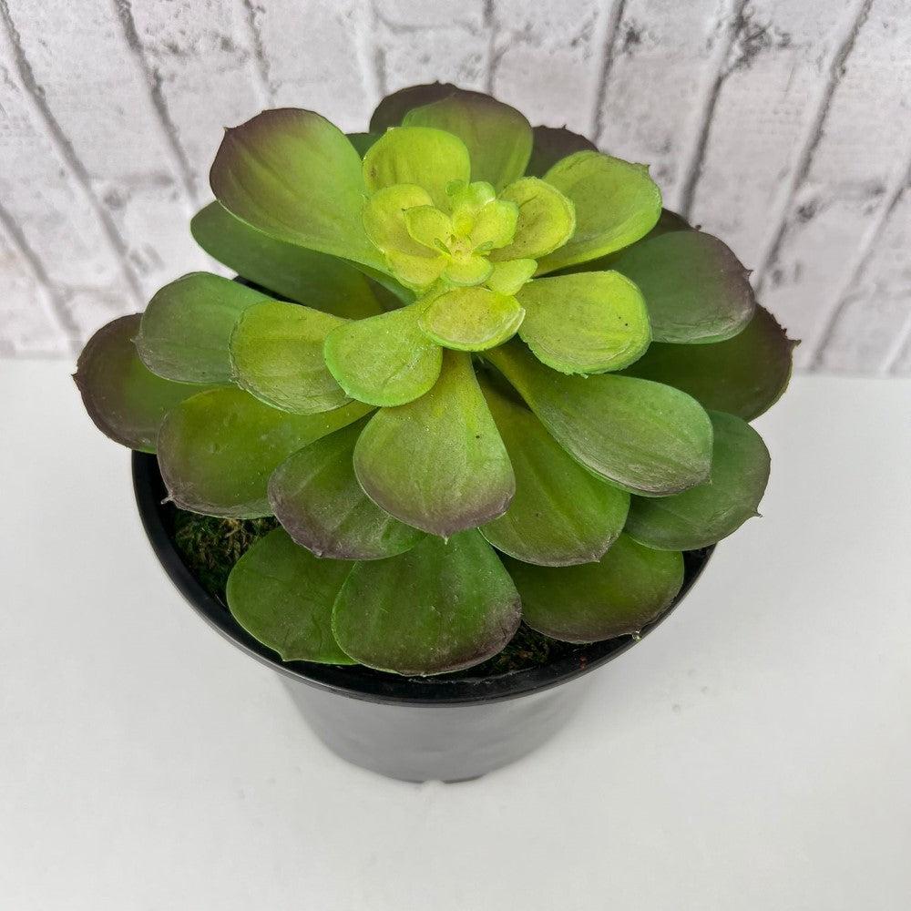 Gorgeous Potted Aeonium - Artificial