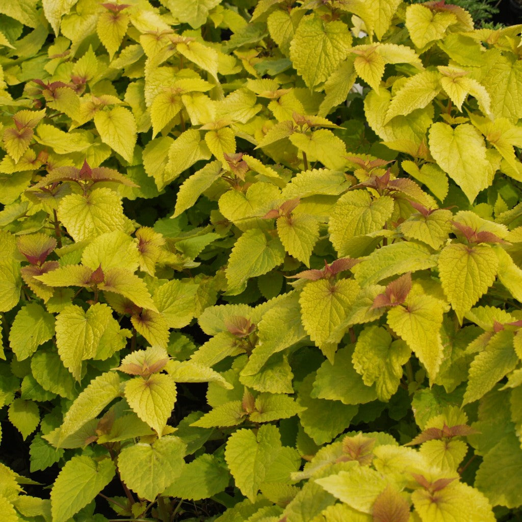 Agastache Foeniculum Golden Jubilee Anisehyssop_Golden Hyssop Herb Has Golden-Green Colored Foliage with Contrasting Blue Flowers.