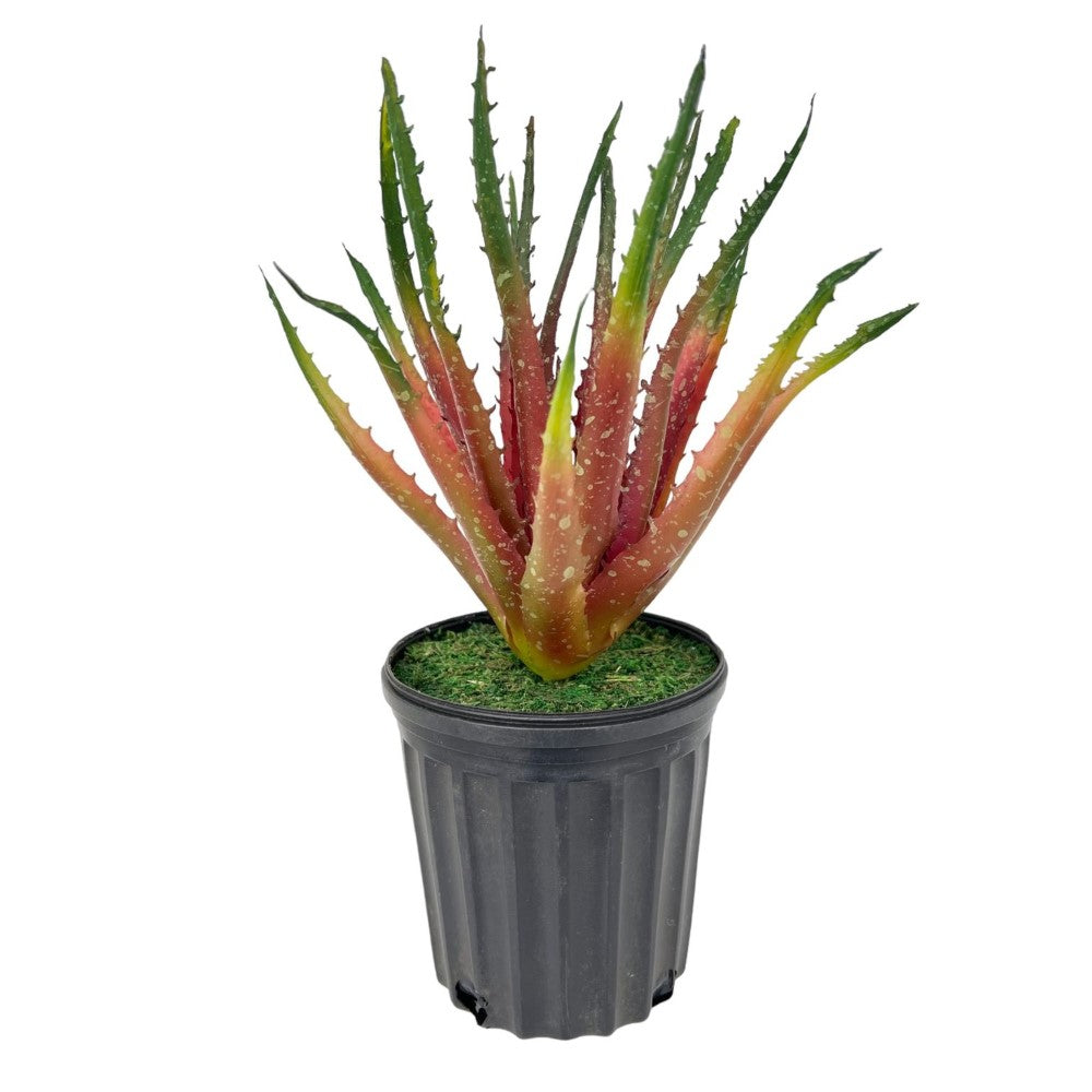 Gorgeous Artificial Aloe vera Plant in Ceramic Pot