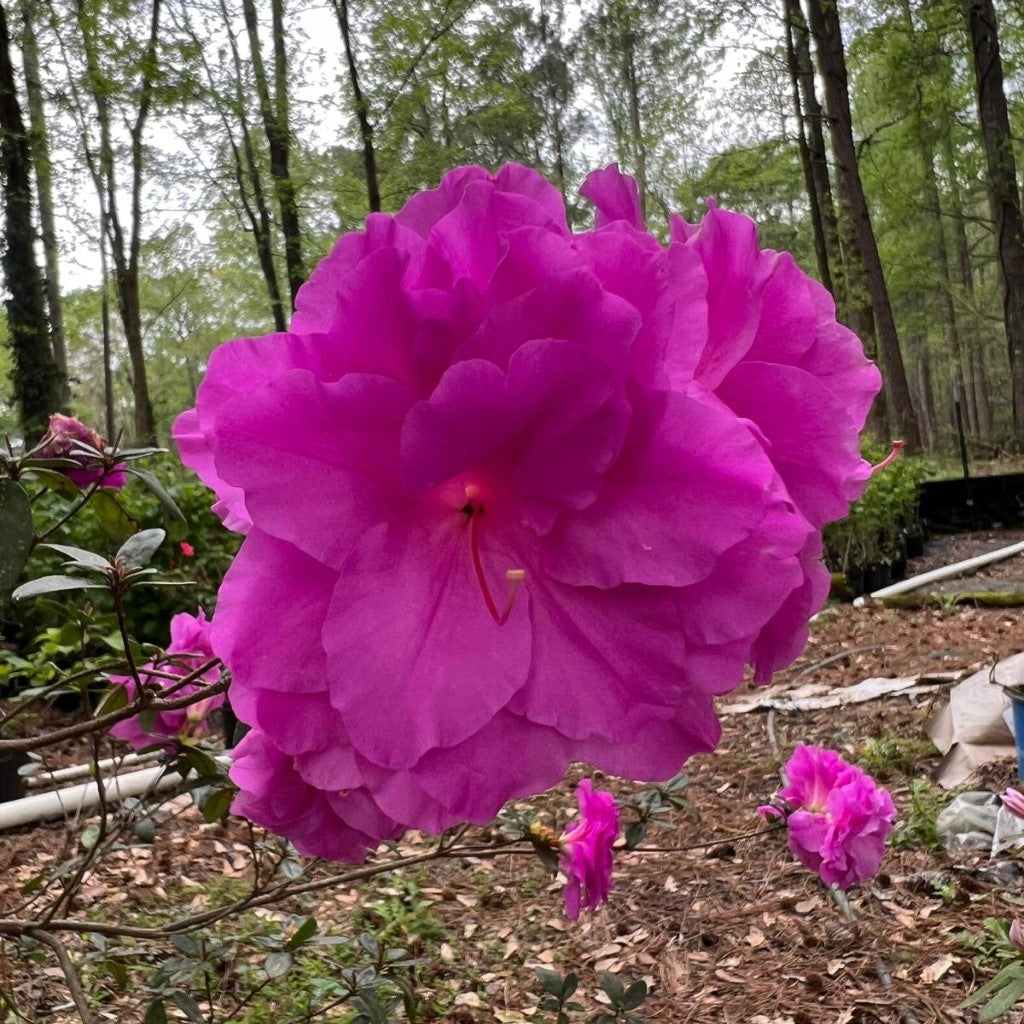 Amelia Rose Hybrid Azalea