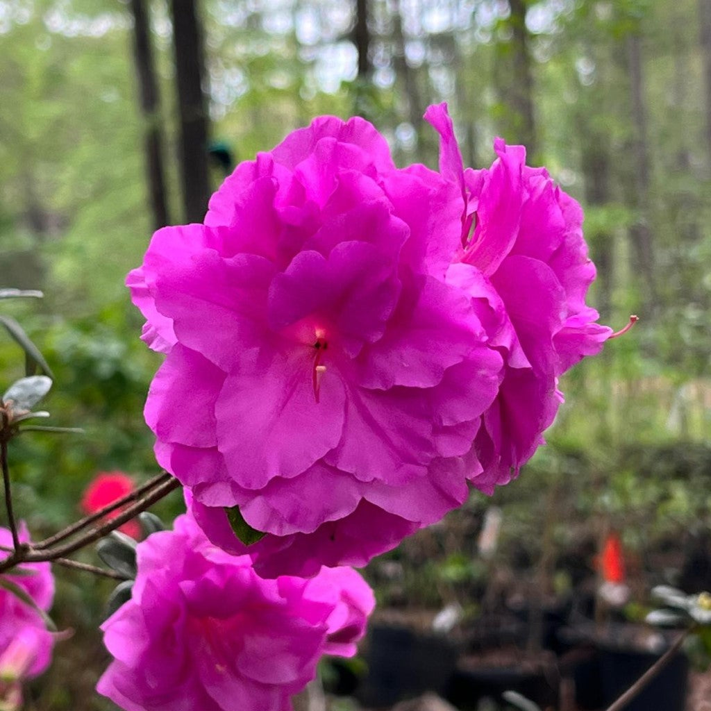 Amelia Rose Hybrid Azalea