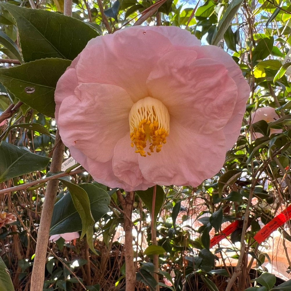 Camellia April Blush-Cold Hardy to 5*F