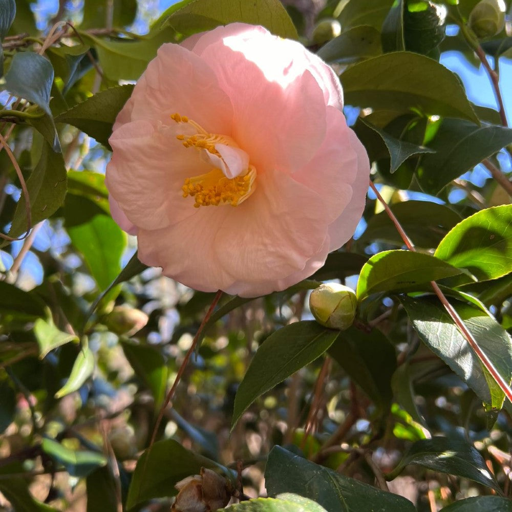 Camellia April Blush-Cold Hardy to 5*F