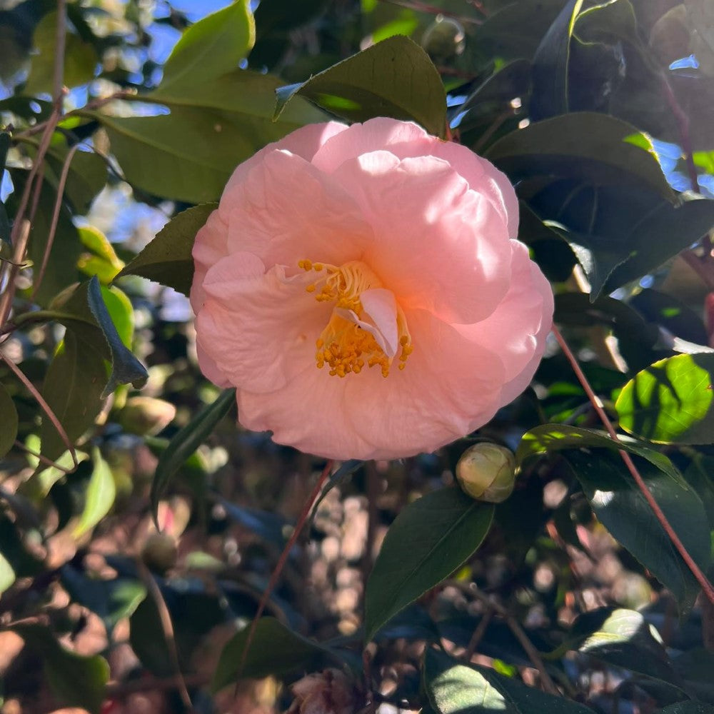 Camellia April Blush-Cold Hardy to 5*F