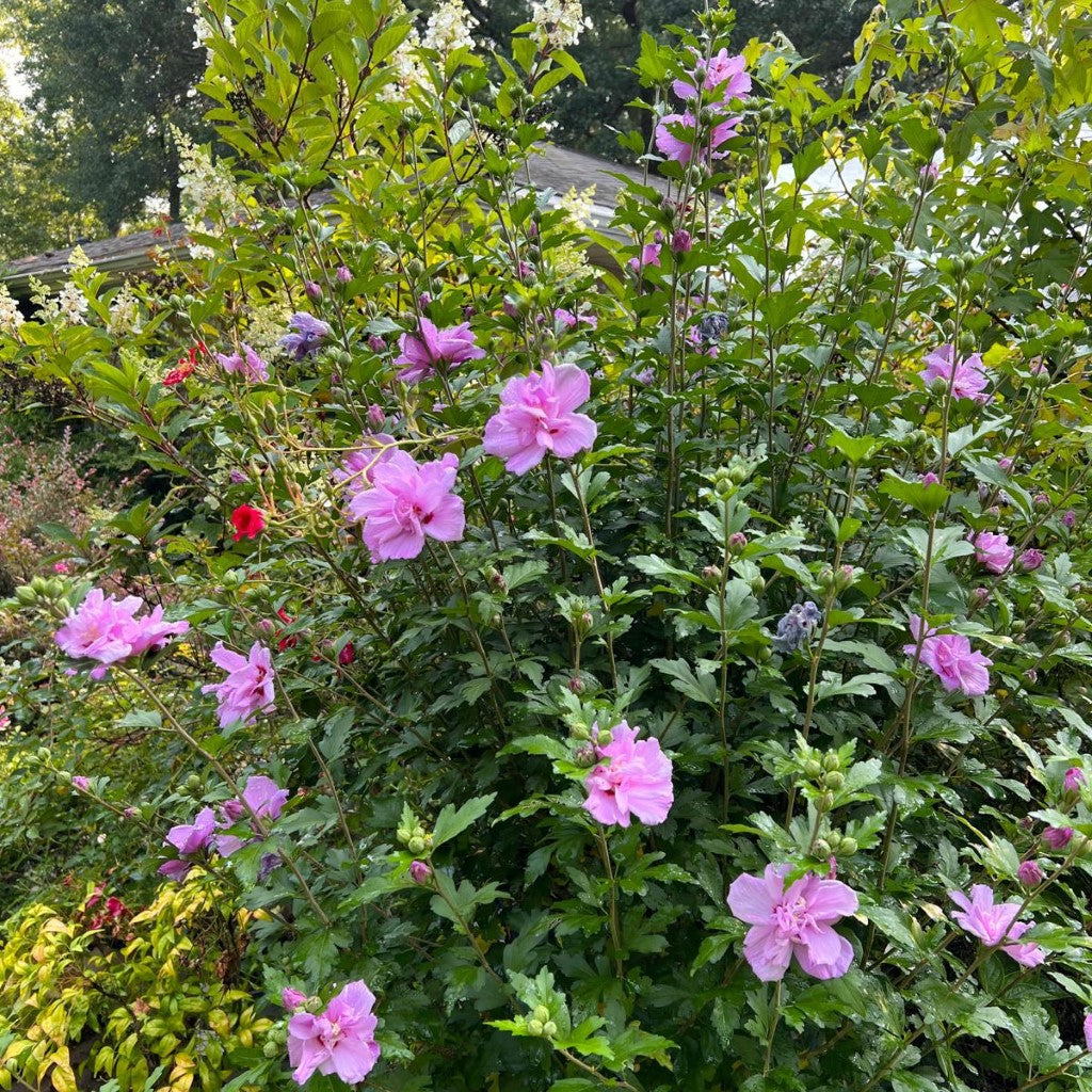 Althea Ardens, Gorgeous Double Purple Blooms Tree