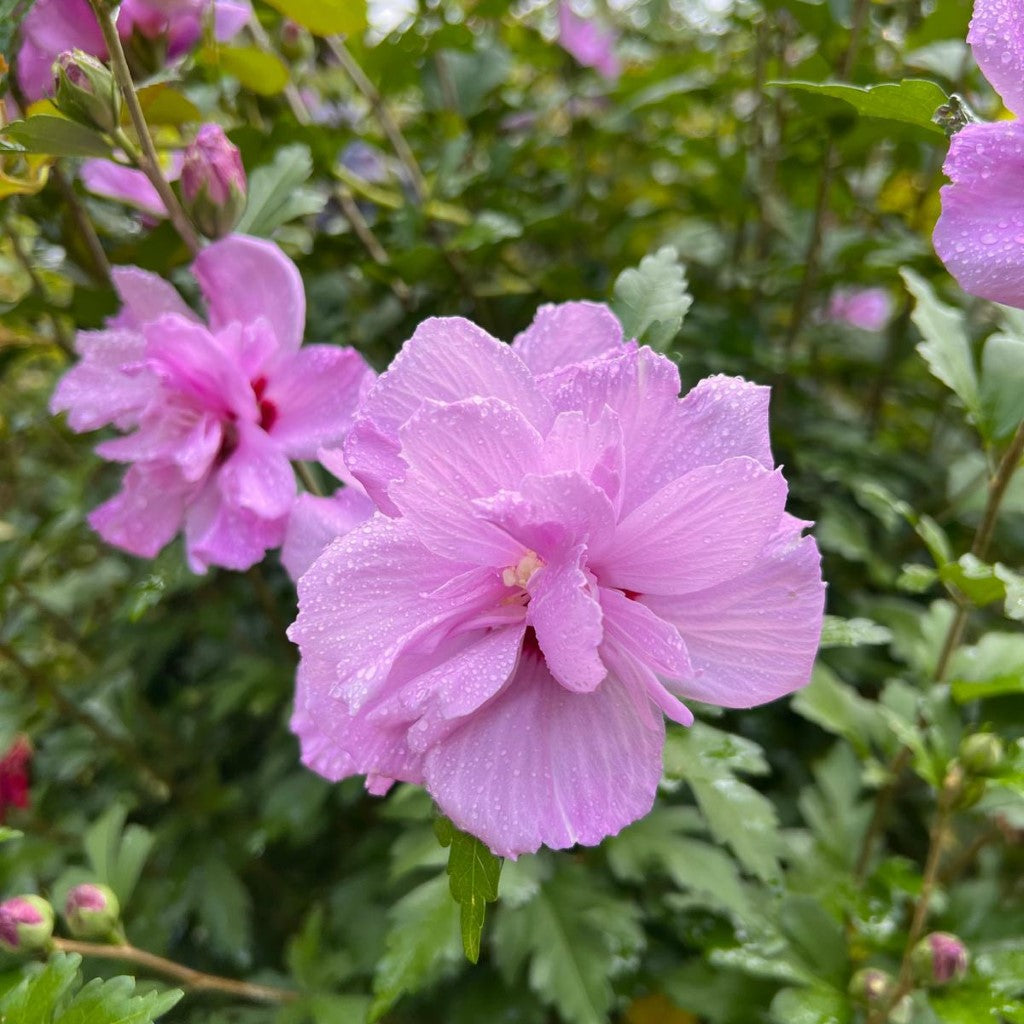 Althea Ardens, Gorgeous Double Purple Blooms Tree